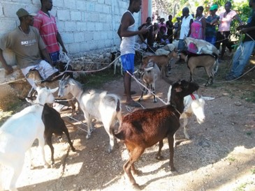 Compra de cabras para ayudar a las familias campesinas, Haití