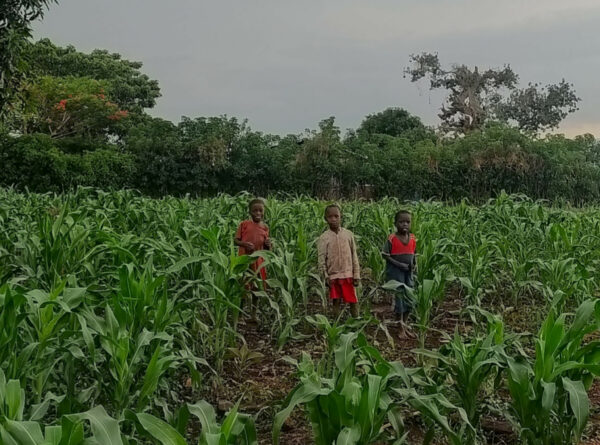 Agricultura comunitaria en Uganda