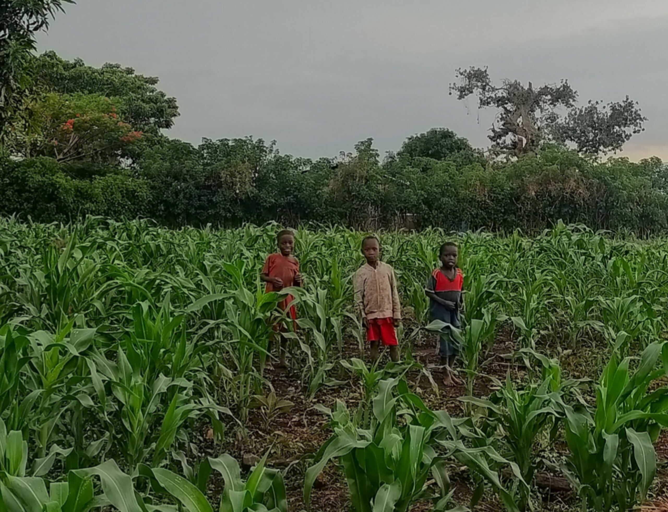 Agricultura comunitaria en Uganda